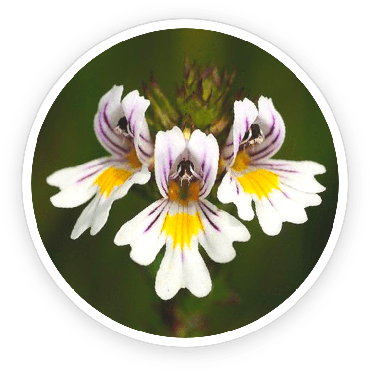 Eyebright Extract